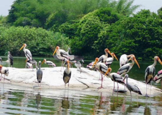 Kumarakom Bird Sanctuary timings, kumarakom. Location, Entry Fees ...